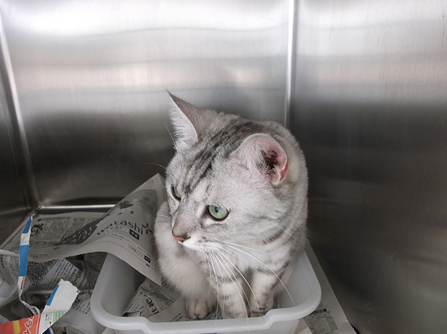 学校猫㈰.jpg