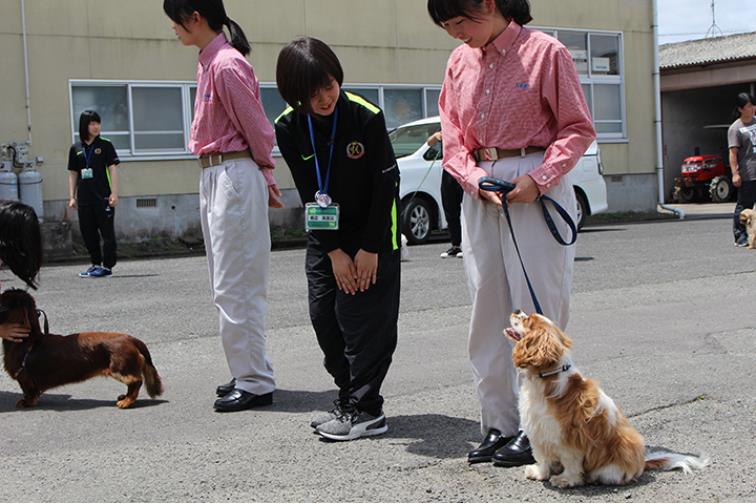 일본강아지학교_트리머 트레이너 수업 (5).JPG