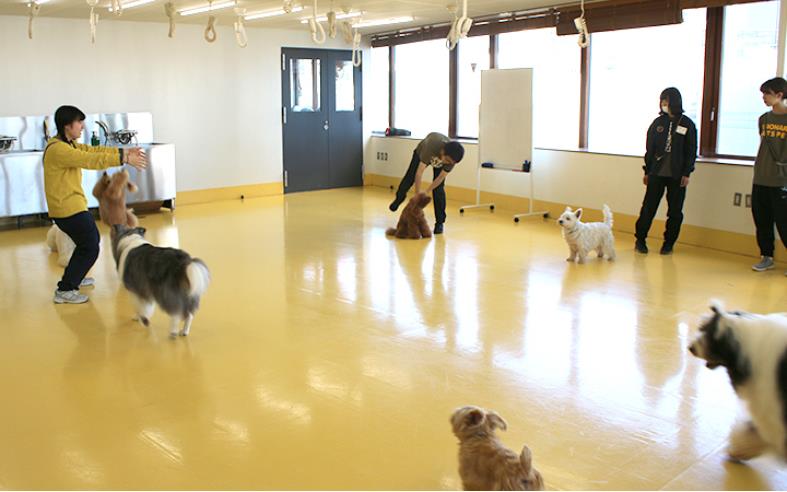일본동물학교_비져너리아츠전문학교  (4).JPG
