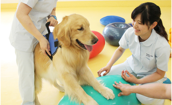 비져너리아츠 전문학교 펫학과 (12).jpg