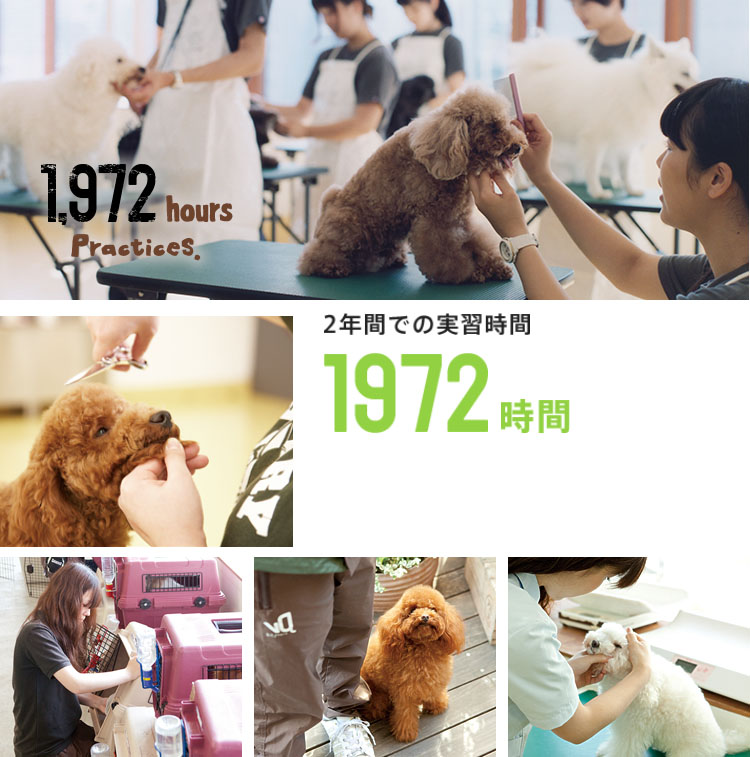일본펫전문학교 비져너리아츠 (11).jpg