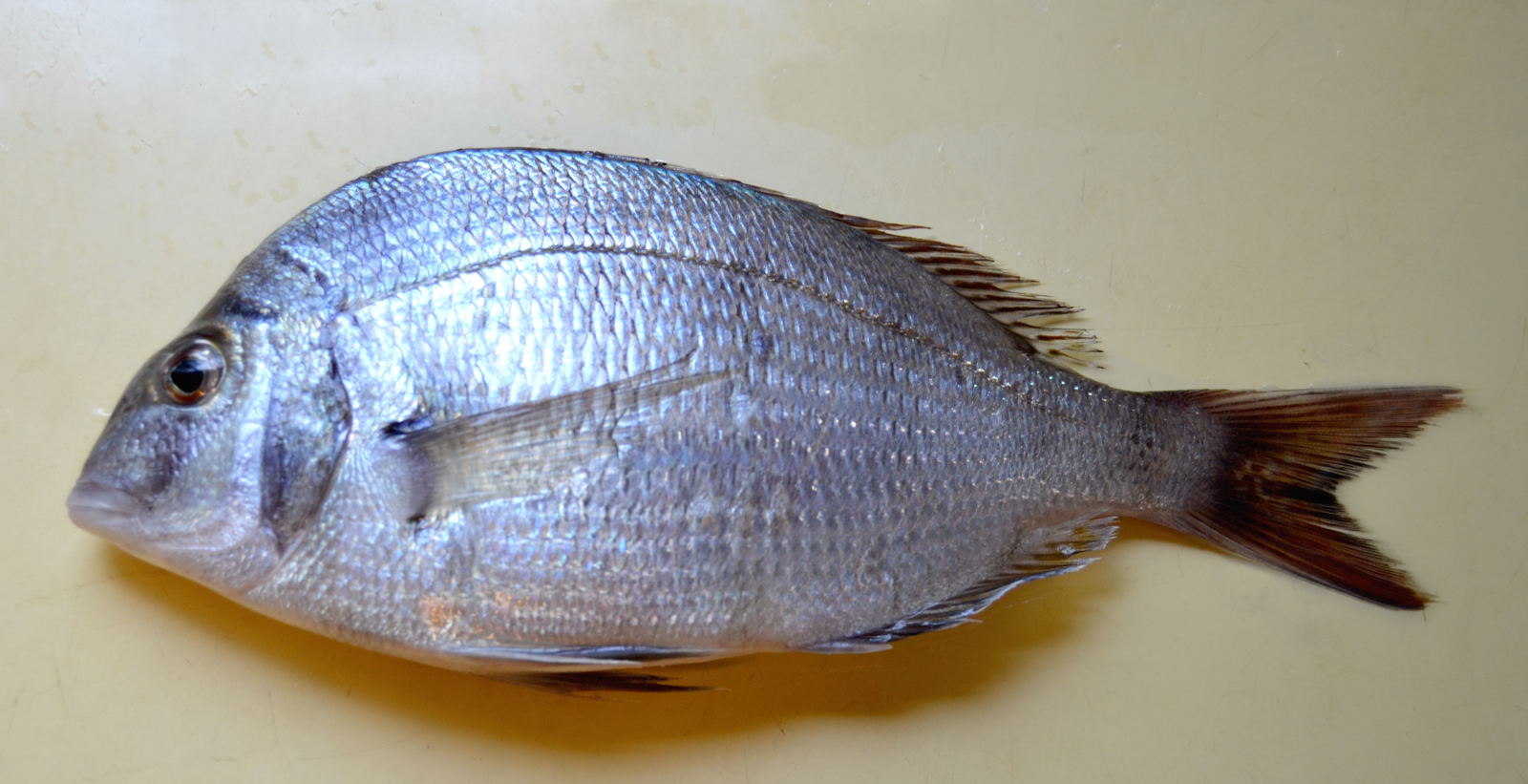 新年快乐！大家正月是怎么度过的呢？ > 留学升学信息| オンライン進学資料館