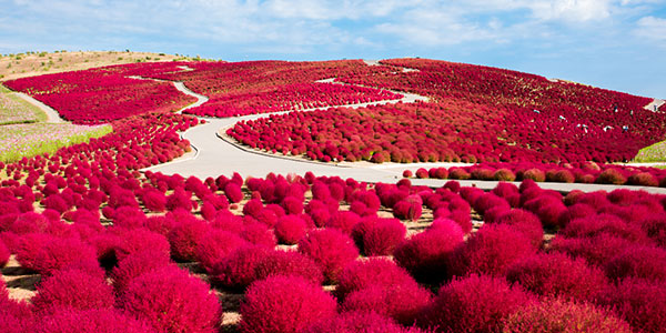 일본 인스타감성 추천_국영히타치해변공원 2.jpg