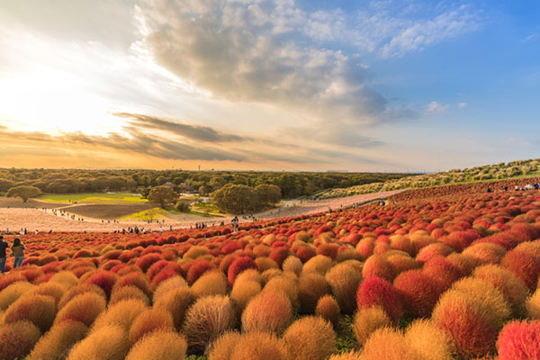일본 인스타감성 추천_국영히타치해변공원 3.jpg