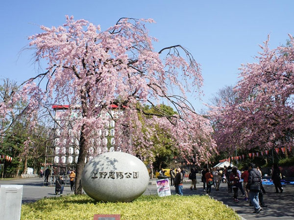일본 벚꽃 명소 우에노온시공원.jpg