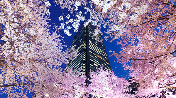 일본 벚꽃 명소 도쿄미드타운.jpg