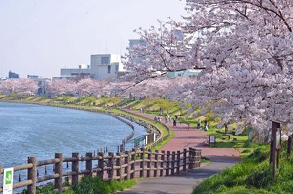 일본 벚꽃 명소 큐나카가와.jpg