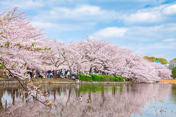 일본 벚꽃 명소 이노카시라공원.jpg