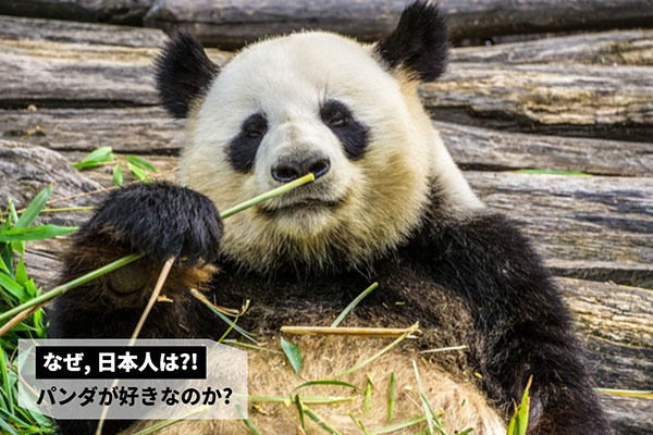 일본문화 일본인은 왜 팬더에 열광할까 3.jpg