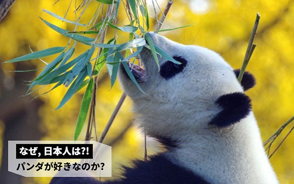 일본문화 일본인은 왜 팬더에 열광할까 2.jpg