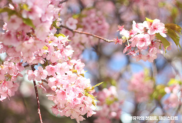 일본어학연수 9.jpg