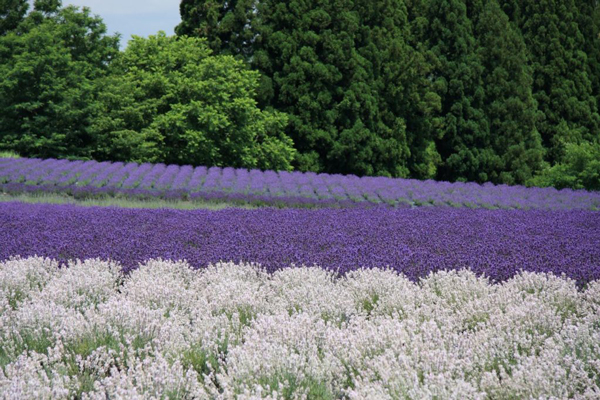 무라카와학원 아키타현 식재료 메뉴개발 2.jpg