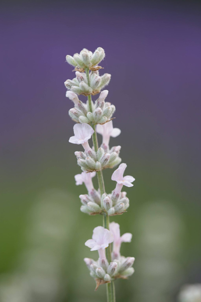 무라카와학원 아키타현 식재료 메뉴개발 3.jpg