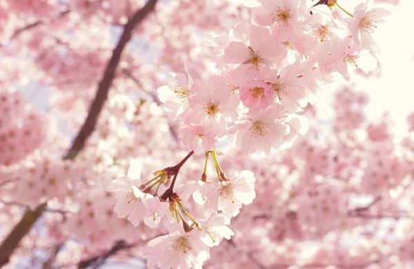 일본 봄 한정 디저트 4.jpg